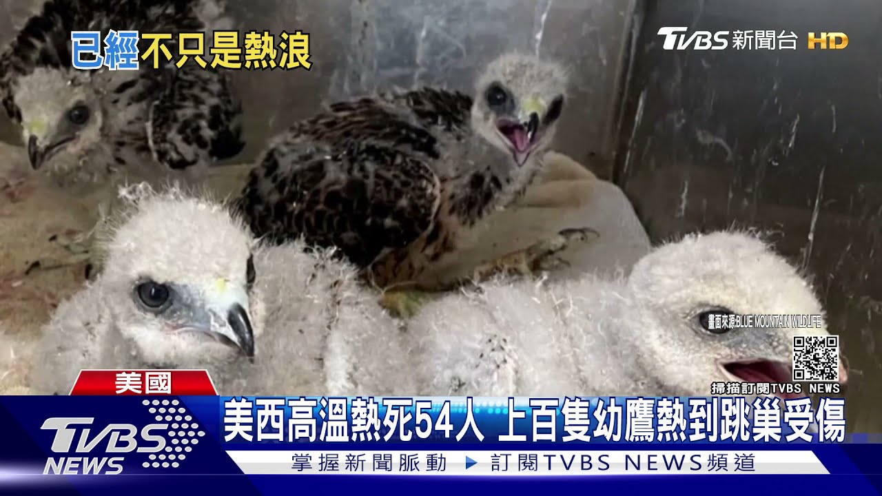 美西高溫熱死54人 上百隻幼鷹熱到跳巢受傷