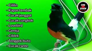 Download lagu Masteran Komplit untuk Murai, Kacer, Cucak ijo dan burung kicau lainnya mp3