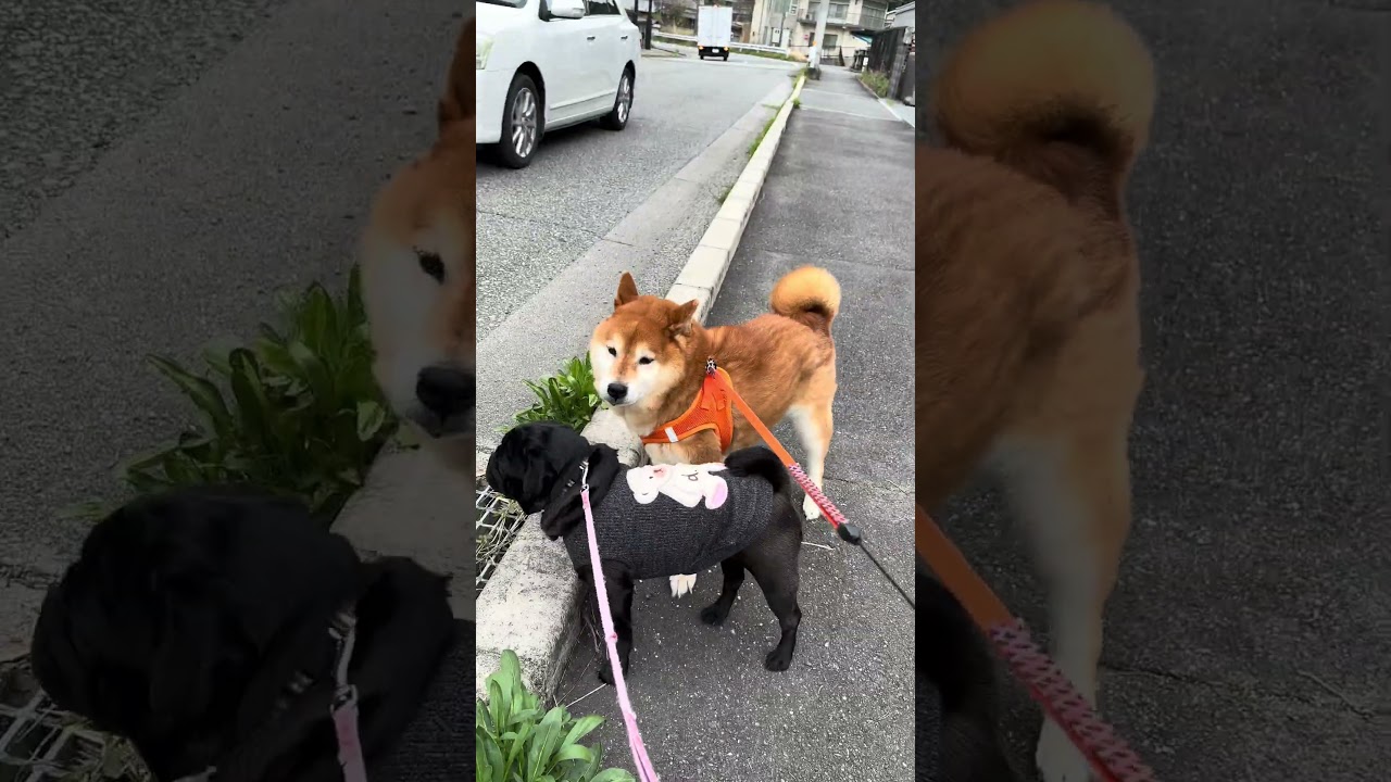 いつものお散歩 #cutedog #柴犬 #パグ #dog #shibainu #doggie #愛犬 #walking #お散歩 #routines #いぬのいる生活 #pug #doglife