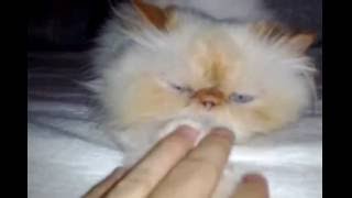 Persian Cat Penelope ★ Funny Love Cuddles ★