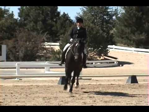 Imported 4th Level Danish Warmbood Stallion by May Sherif- PS Mays Patriot