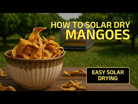 How to preserve mango with the help of solar dryer | Easy Process |