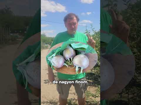 Szentesi rózsa naspolyafa videó
