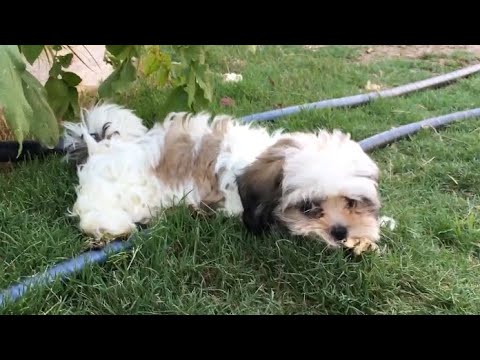 Maltese Shih-tzu Mix Puppy