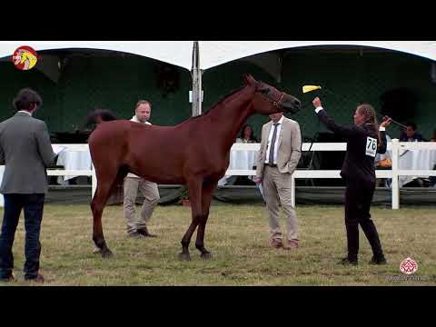N 76 AF BRYCO   2020 ELRAN ARABIAN CUP   Geldings Class 17