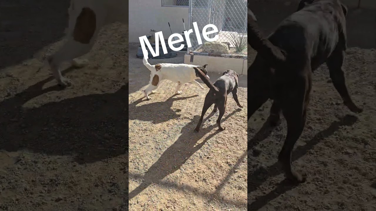 Enlarge Merle, a Adoptable Mixed Breed in Wickenburg, AZ video 6/6