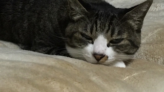 ブラボぉぉ！ｲｽﾞの大聖杯。。