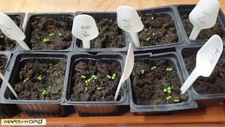 How to grow Strawberries from seeds   Seedling with Led Light part 2 (Mars-hydro)