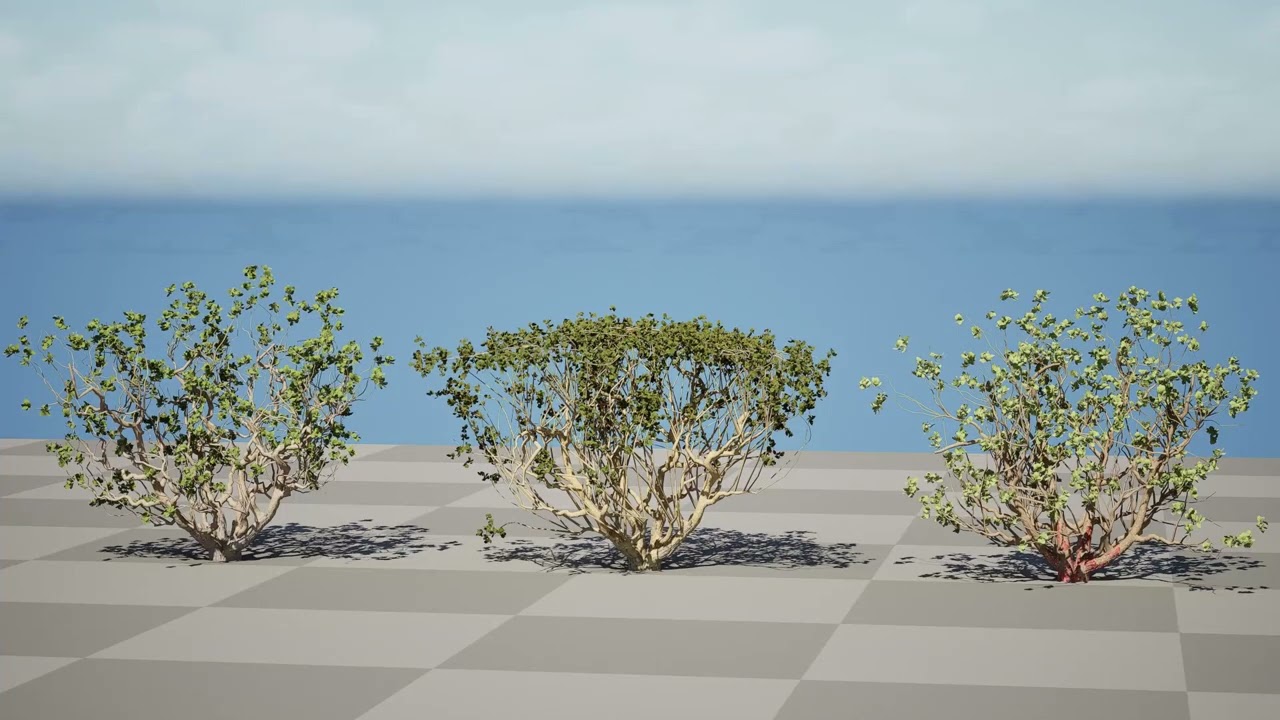 Arabian Boswellia Sacra Luban Tree 3D Model