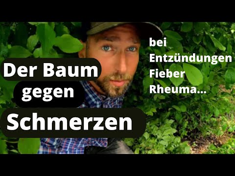 Der Baum gegen Schmerzen - die Weide - salix sp.