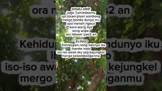 Download lagu Sinau urip #storyharian #storyjawa #katakatabijakjawa #quotes #storywa mp3