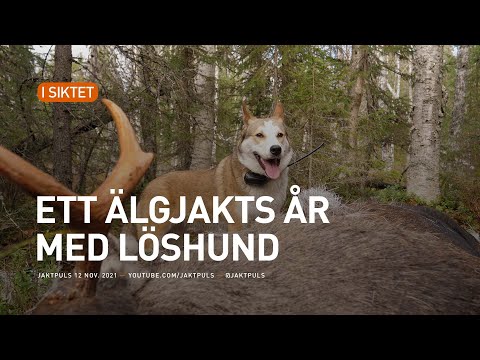 Ett älgjakts år med löshund
