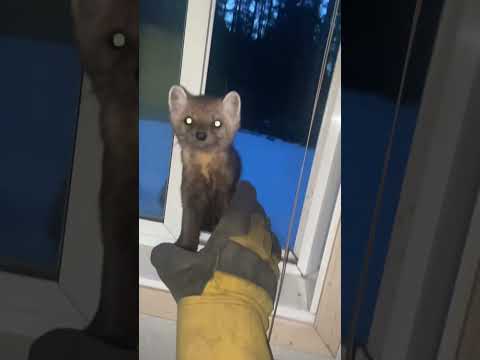 Une drôle de fouine tente de se faufiler dans la maison !