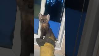 Une drôle de fouine tente de se faufiler dans la maison !