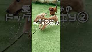 【初心者DIY】愛犬のための裏庭ドッグラン②