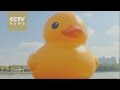 Giant Duck Waddles Into Shanghai China