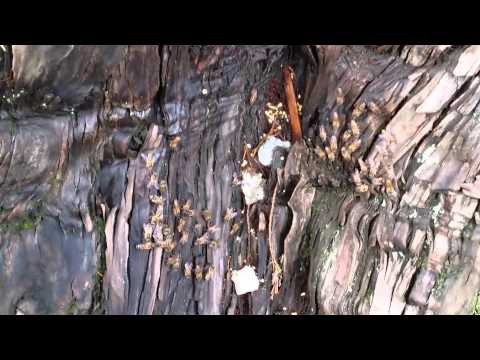 Stingless bees scare the vespid wasps predator