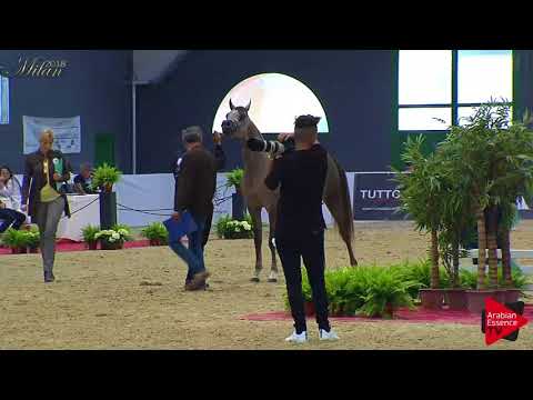 N.50 MONTE CORE - Milan 2018 - 2 Years Old Colts (Class 5)