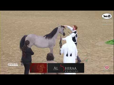 N 6 THABYA AL KHOR   9th Qatar National AHS for Individual Owners   Yearling Fillies Class 1A