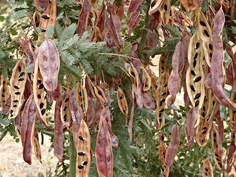Wattleseed Harvesting