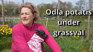 Odla potatis under en grässvål