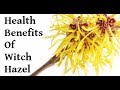 Witch Hazel a Simple but Effective Herb that Can Treat a Wide Variety of Skin Ailments