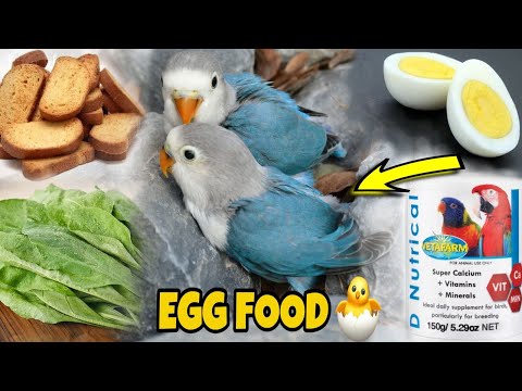 Best Soft Food For Breeding season | #lovebirds #calcium #Softfood #softfood #Eggfood