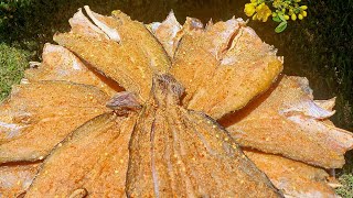 Câu cá về làm khô