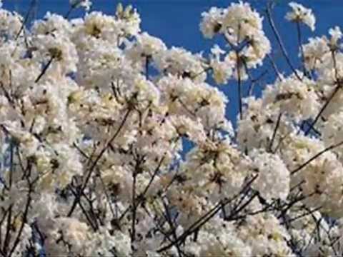 Primavera II - Lizza Bogado