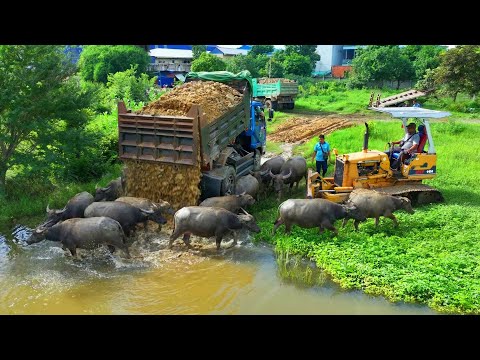 Opening New project  Bulldozer KOMATSU D20P pushing Stone into swamp with 5ton Trucks transport soil