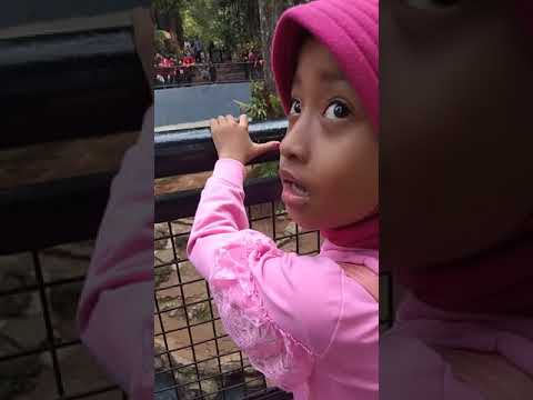 Kura-kuranya banyak .....