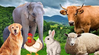 Farm Animal Sounds - Cow Sheep Cat Dog Chicken - A