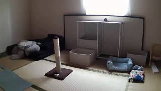 フミくん定点カメラ