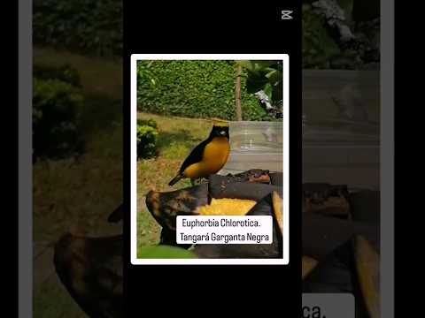 Encantadora Casa Rural Accesible en Arbeláez Cundinamarca Colombia #alojamientosrurales #birds