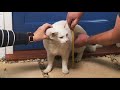 Видео о товаре Staywell Magnetic 4-Way Locking Deluxe Cat Flap, дверца для кошек, магнитный ключ, 4 позиции / Petsafe (США)