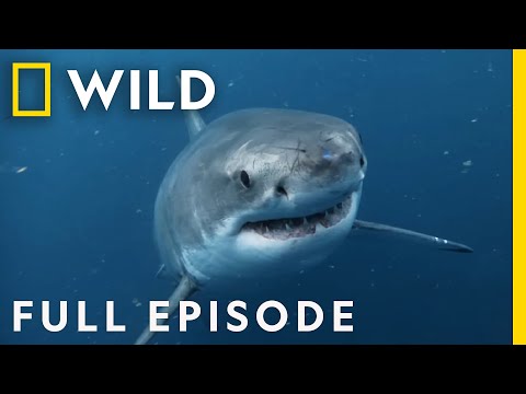 Killer Shark vs Killer Whale (Full Episode) | Nat Geo Wild