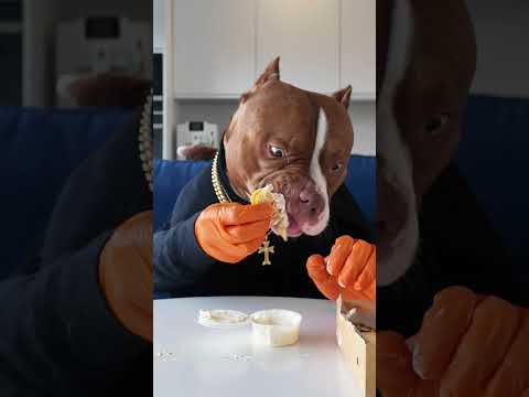 Smart dog eating chicken wings