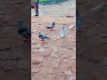 Madine Ka Kabutar Hun