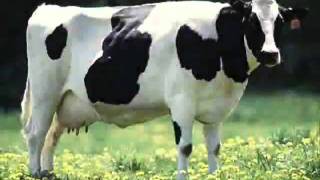 I am Cow By The Arrogant Worms