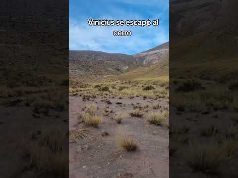 Vinicius se escapo al cerro aquí en #curahuara_de_carangas #Oruro #Bolivia