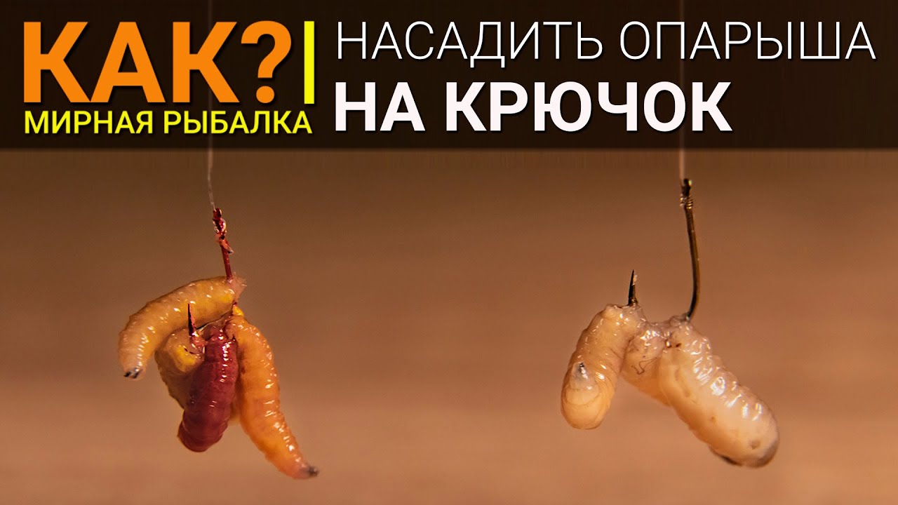 Что клюет на опарыша. Правильная насадка опарыша на крючок. Насаживаем опарыша на крючок. Правильная насадка опарыша на крючок для рыбалки. Как правильно насаживать опарыша на крючок.