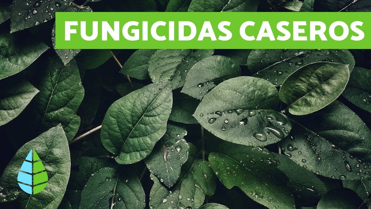 Fungicidas Caseros – Explorando Alternativas Naturales