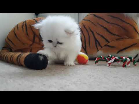 Persian Kittens - From birth to new homes VLOG #7