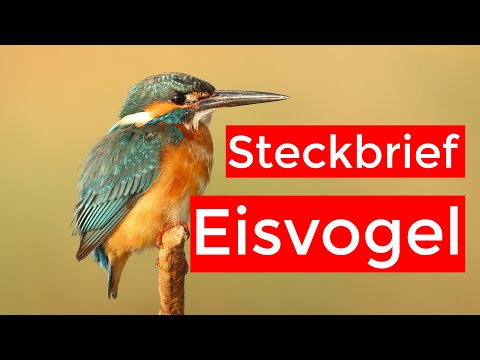 der Eisvogel - Steckbrief | Aussehen, Ruf, Verbreitung und mehr