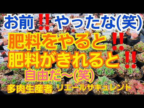 園芸 園芸植物にいつ肥料を与えるのですか?