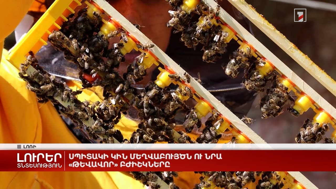 Սպիտակի կին մեղվաբույծն ու նրա «թևավոր» բժիշկները