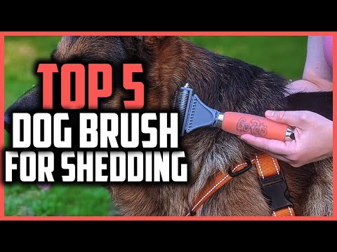 ✅Top 5 Best dog brush for shedding in 2023