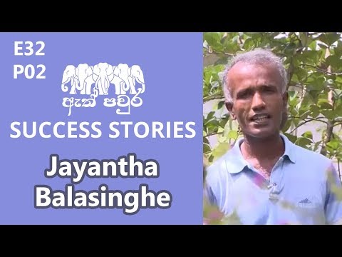 ATH PAVURA [E32 - P2]  Solution for outgrowing trees - Jayantha Balasinghe