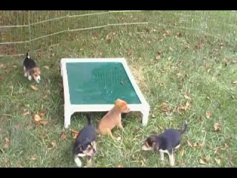 Rescue pups - Beagle mix?  Violet's pups 6 wks old_4