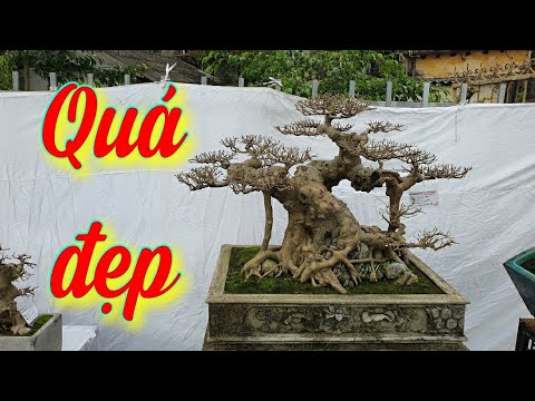 SH.5736. Cây Sanh Nam Điền đẹp quá tại CLB cây cảnh Xứ Đoài Sơn Tây Hà Nội.